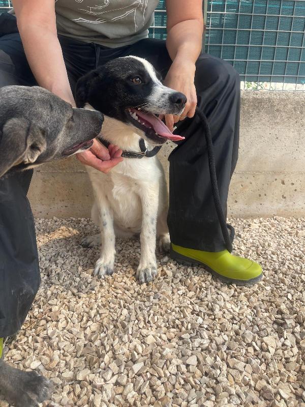 Matilda, Tenera Cucciola 5 Mesi E Mezzo